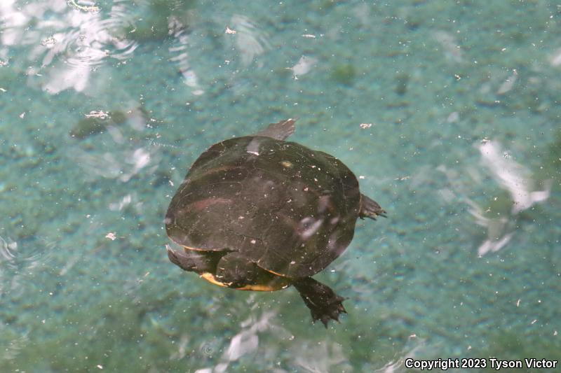 Florida Red-bellied Cooter (Pseudemys nelsoni)