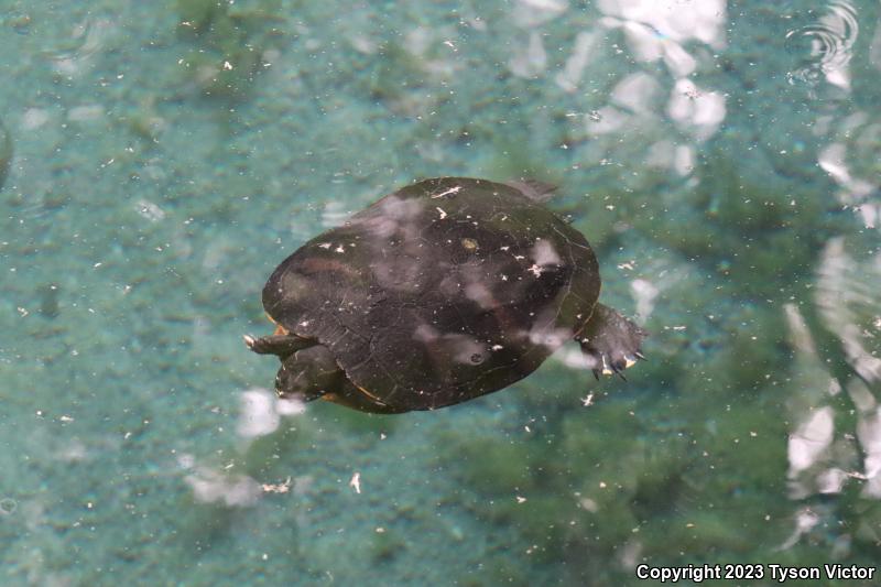 Florida Red-bellied Cooter (Pseudemys nelsoni)