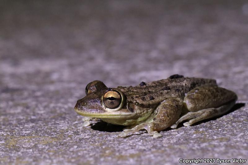 Cuban Treefrog (Osteopilus septentrionalis)