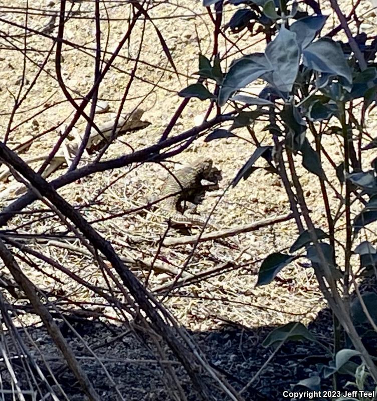 Desert Spiny Lizard (Sceloporus magister)