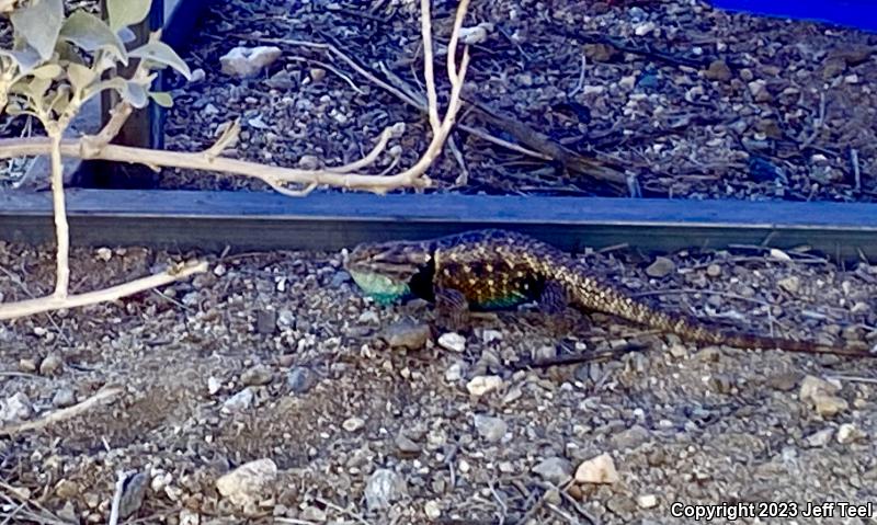 Desert Spiny Lizard (Sceloporus magister)