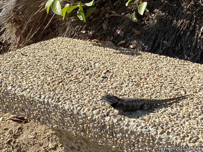 Desert Spiny Lizard (Sceloporus magister)