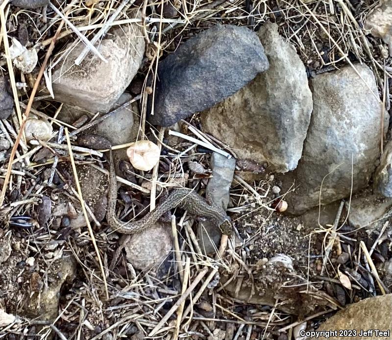 Desert Night Lizard (Xantusia vigilis vigilis)