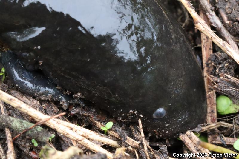 Eastern Lesser Siren (Siren intermedia intermedia)