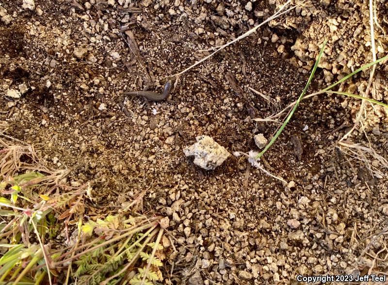 Desert Night Lizard (Xantusia vigilis vigilis)