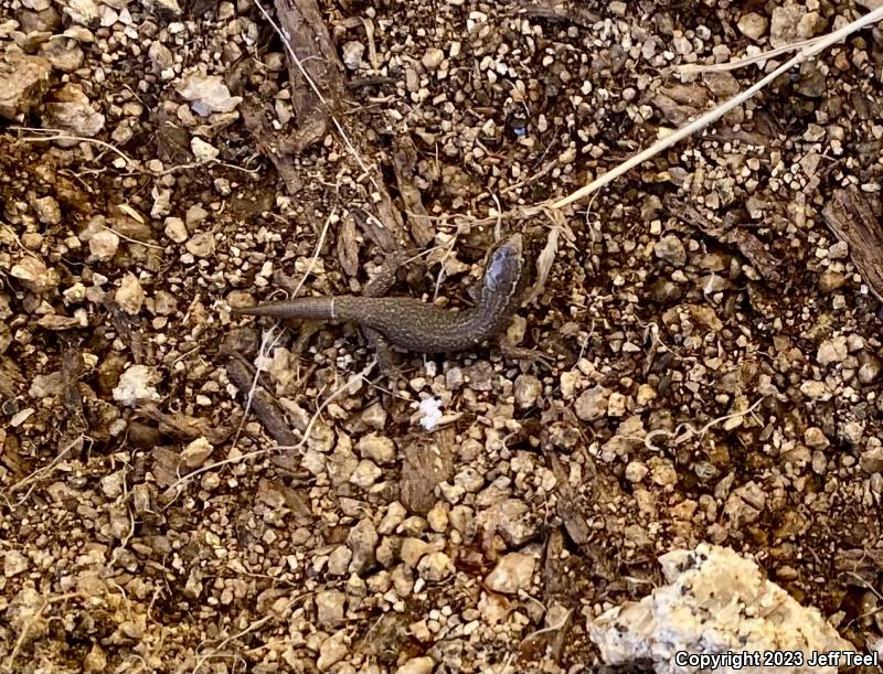 Desert Night Lizard (Xantusia vigilis vigilis)