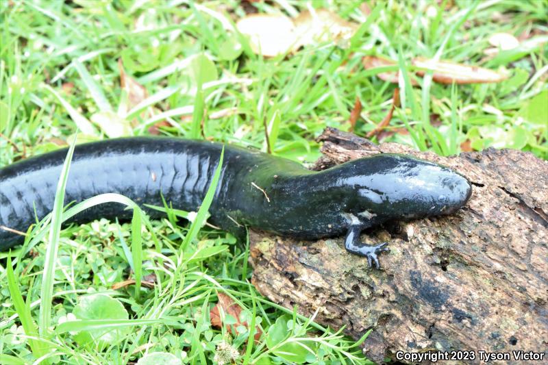 Eastern Lesser Siren (Siren intermedia intermedia)