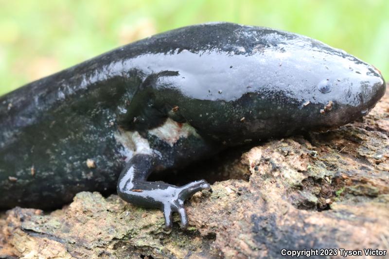 Eastern Lesser Siren (Siren intermedia intermedia)