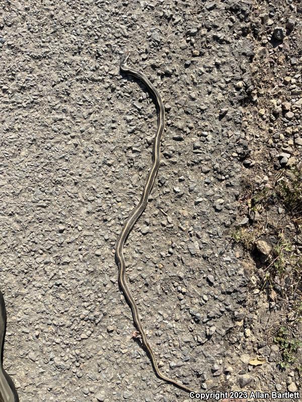 Coast Patch-nosed Snake (Salvadora hexalepis virgultea)