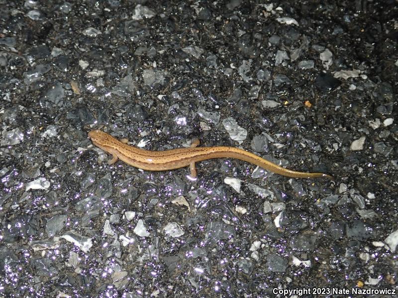 Northern Two-lined Salamander (Eurycea bislineata)