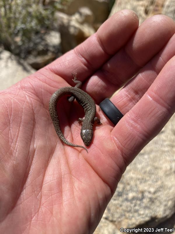 Desert Night Lizard (Xantusia vigilis vigilis)