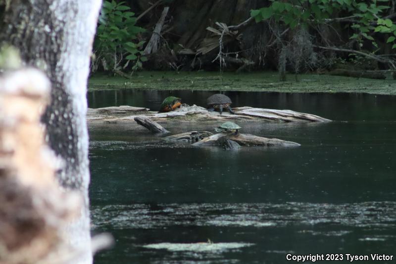 Peninsula Cooter (Pseudemys peninsularis)