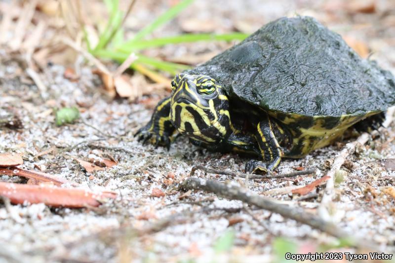 Peninsula Cooter (Pseudemys peninsularis)