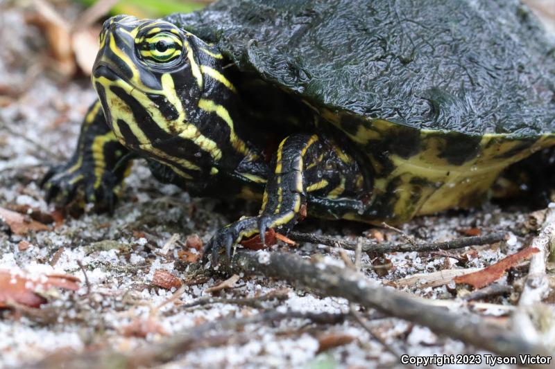 Peninsula Cooter (Pseudemys peninsularis)