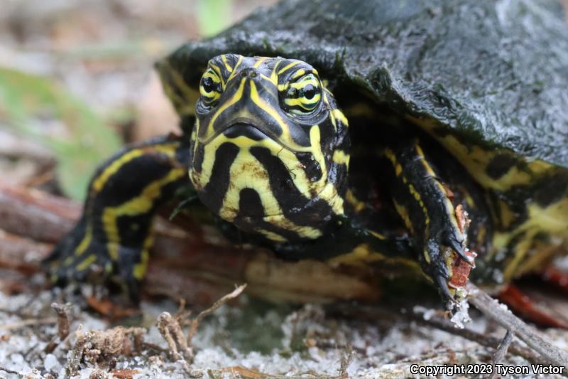 Peninsula Cooter (Pseudemys peninsularis)