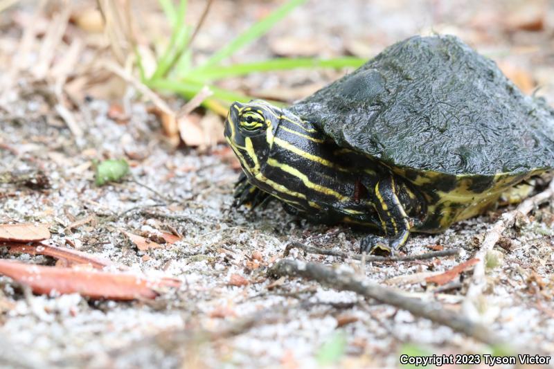 Peninsula Cooter (Pseudemys peninsularis)