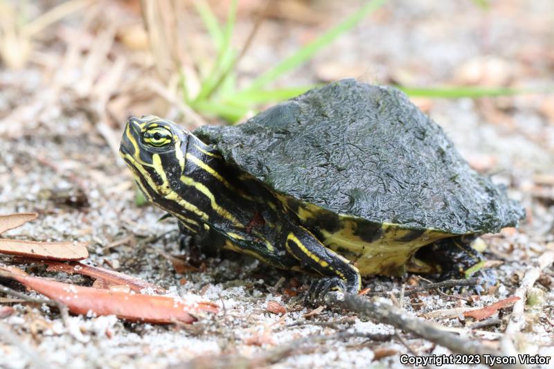 Peninsula Cooter (Pseudemys peninsularis)