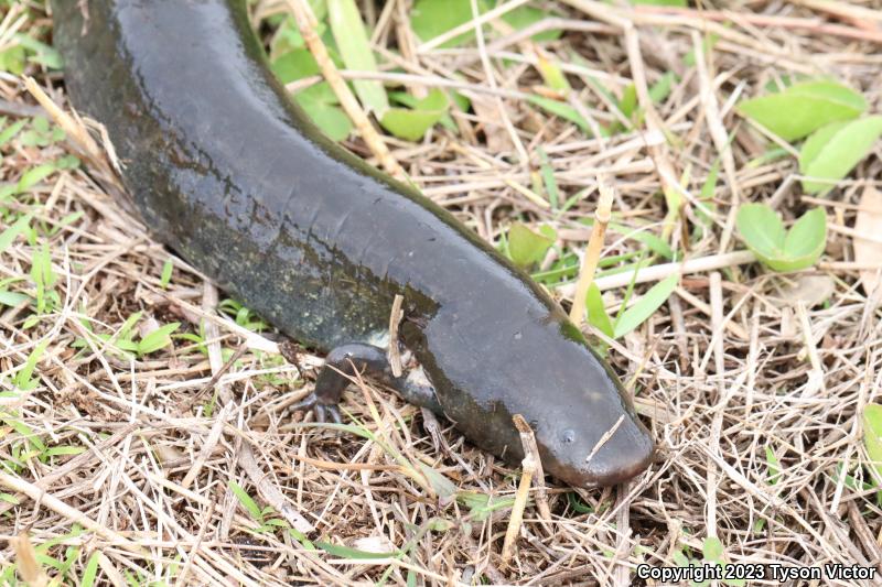 Eastern Lesser Siren (Siren intermedia intermedia)