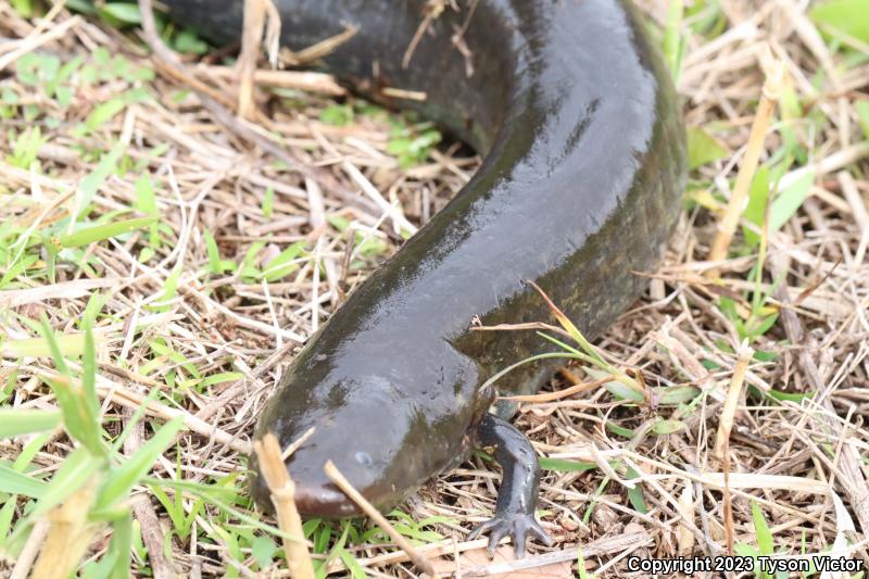 Eastern Lesser Siren (Siren intermedia intermedia)