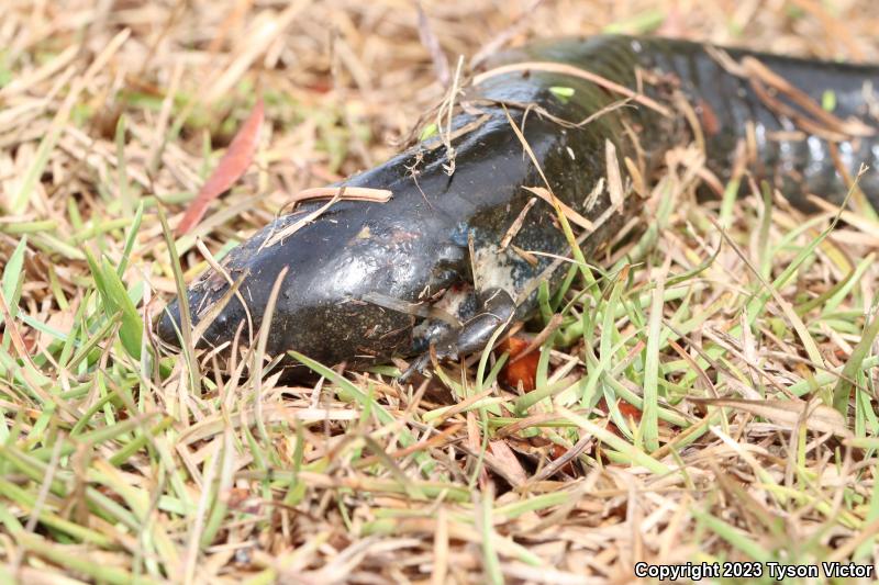 Eastern Lesser Siren (Siren intermedia intermedia)