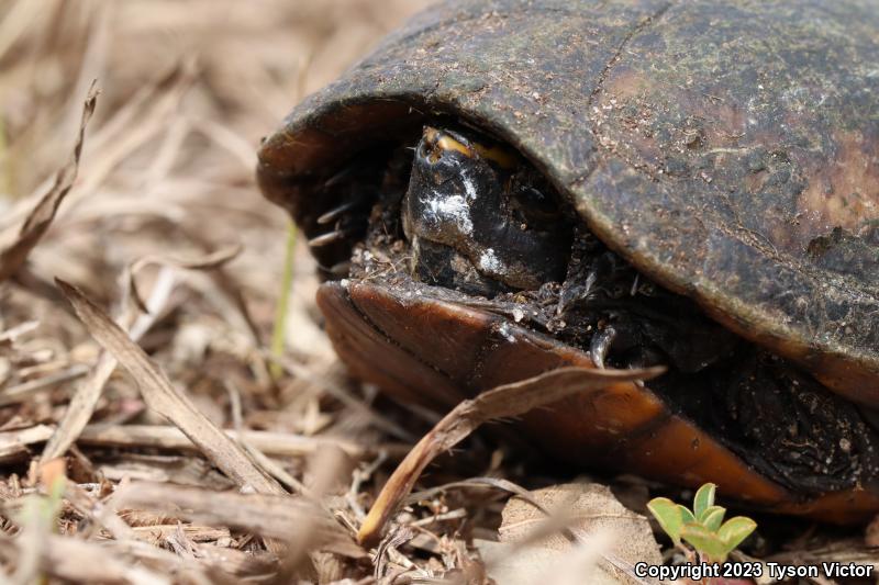 Striped Mud Turtle (Kinosternon baurii)