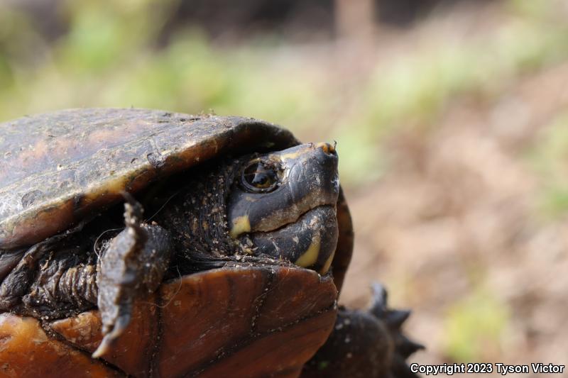 Striped Mud Turtle (Kinosternon baurii)