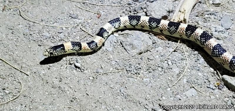 Western Long-nosed Snake (Rhinocheilus lecontei)