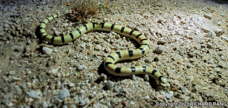 Colorado Desert Shovel-nosed Snake (Chionactis occipitalis annulata)