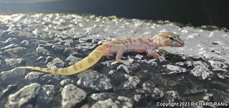 San Diego Banded Gecko (Coleonyx variegatus abbotti)