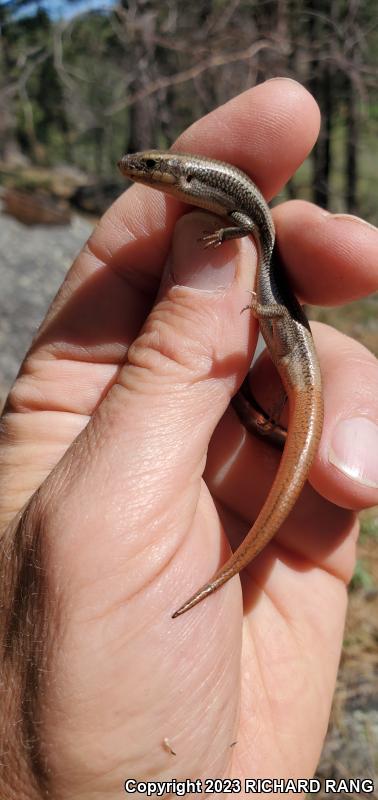 Gilbert's Skink (Plestiodon gilberti)