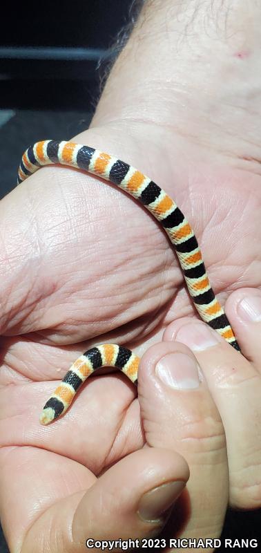 Colorado Desert Shovel-nosed Snake (Chionactis occipitalis annulata)