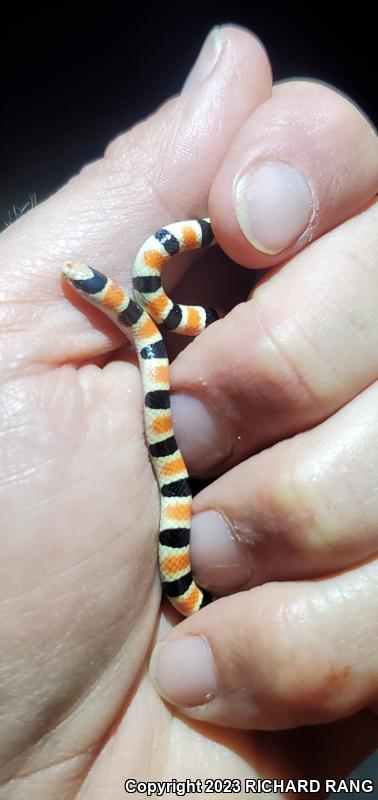 Colorado Desert Shovel-nosed Snake (Chionactis occipitalis annulata)