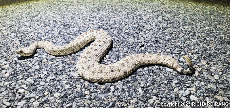 Colorado Desert Sidewinder (Crotalus cerastes laterorepens)