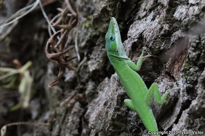 Southern Green Anole (Anolis carolinensis seminolus)