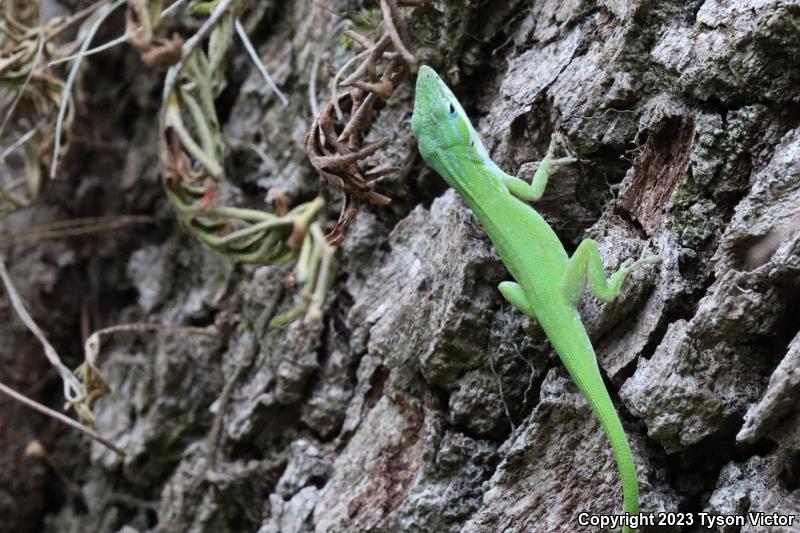 Southern Green Anole (Anolis carolinensis seminolus)