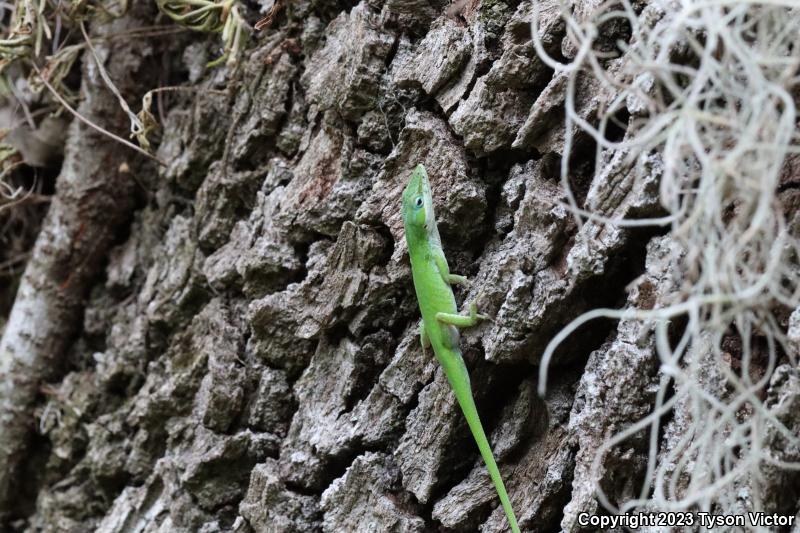 Southern Green Anole (Anolis carolinensis seminolus)