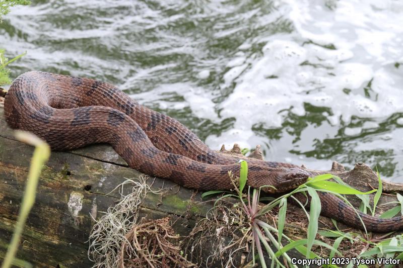 Brown Watersnake (Nerodia taxispilota)