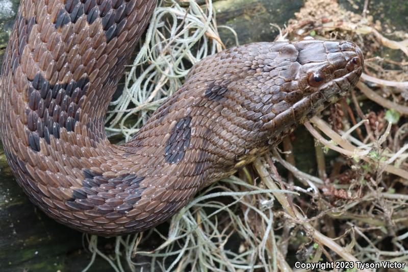 Brown Watersnake (Nerodia taxispilota)