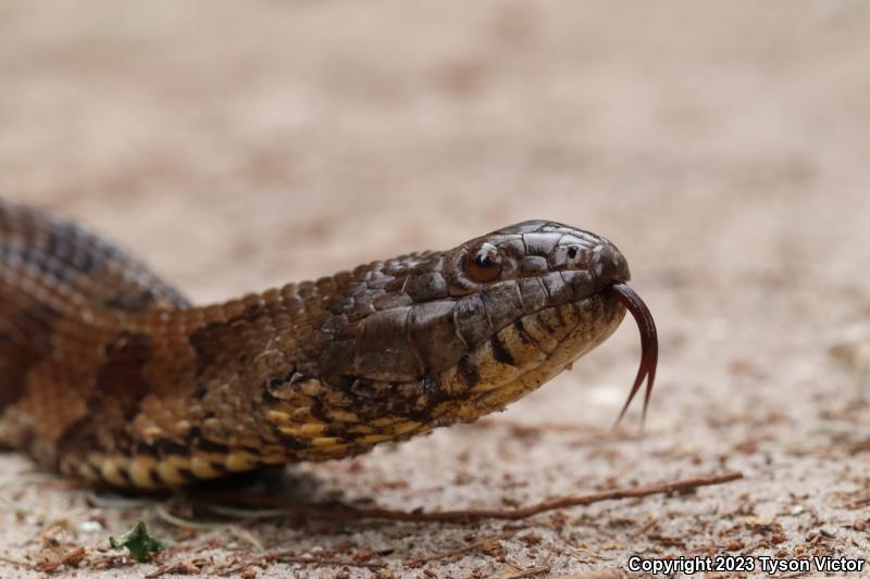 Brown Watersnake (Nerodia taxispilota)