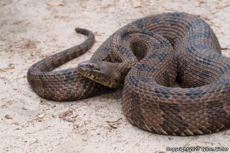 Brown Watersnake (Nerodia taxispilota)