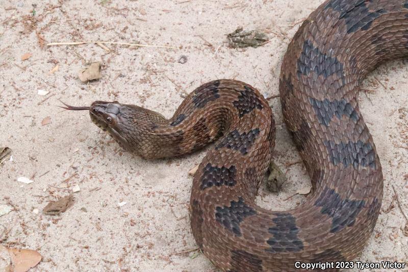 Brown Watersnake (Nerodia taxispilota)