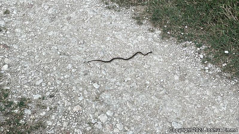 Gulf Crayfish Snake (Regina rigida sinicola)