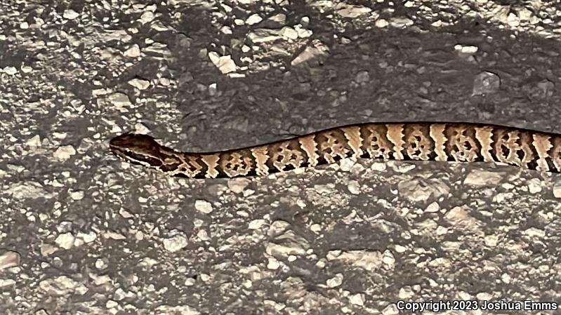 Western Cottonmouth (Agkistrodon piscivorus leucostoma)