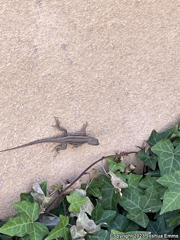 Southwestern Fence Lizard (Sceloporus cowlesi)