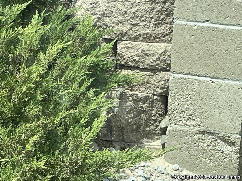 Southwestern Fence Lizard (Sceloporus cowlesi)