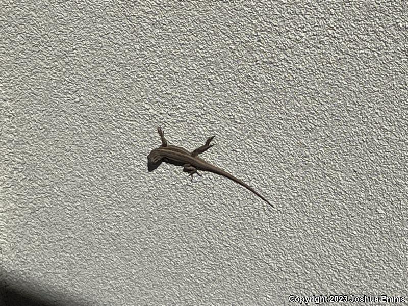 Southwestern Fence Lizard (Sceloporus cowlesi)