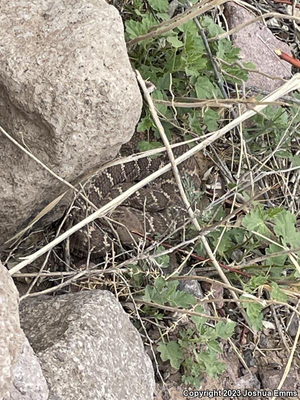 Western Diamond-backed Rattlesnake (Crotalus atrox)