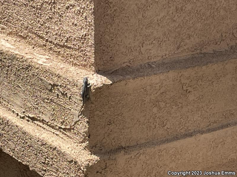 Southwestern Fence Lizard (Sceloporus cowlesi)