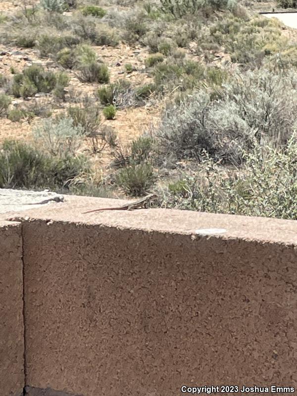 Southwestern Fence Lizard (Sceloporus cowlesi)