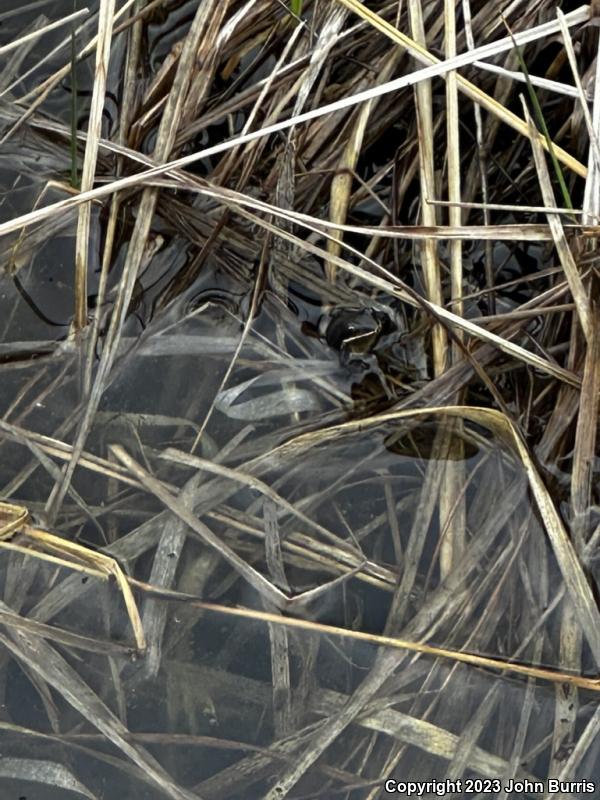 Boreal Chorus Frog (Pseudacris maculata)